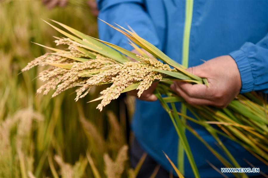 (EyesonSci)CHINA-XINJIANG-SALINE SOIL RICE (CN)