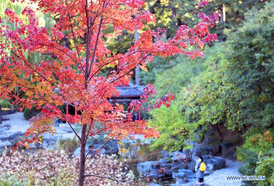 CHINA-BEIJING-XIANGSHAN PARK-AUTUMN SCENERY (CN)