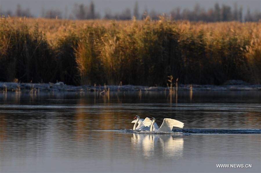 CHINA-INNER MONGOLIA-BAYANNUR-SWAN (CN)