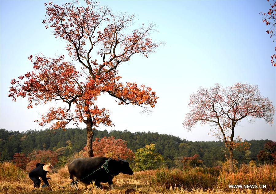 CHINA-HENAN-DABIESHAN MOUNTAIN-AUTUMN SCENERY (CN)