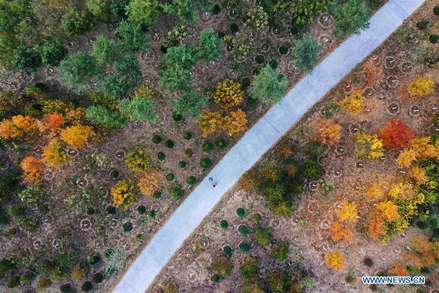 CHINA-HEBEI-XIONGAN-FOREST-AERIAL VIEW