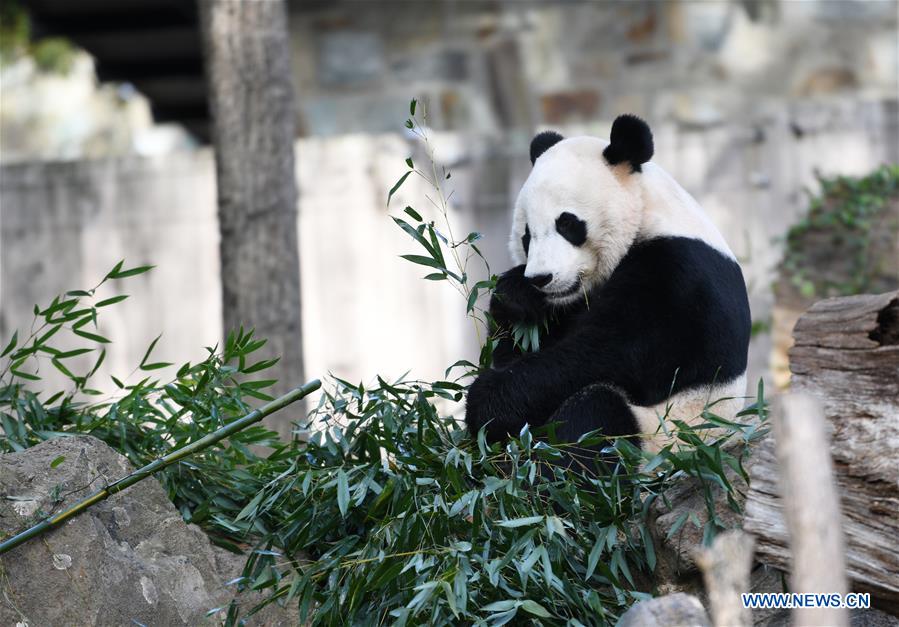 U.S.-WASHINGTON D.C.-NATIONAL ZOO-CHINESE GIANT PANDA-FAREWELL