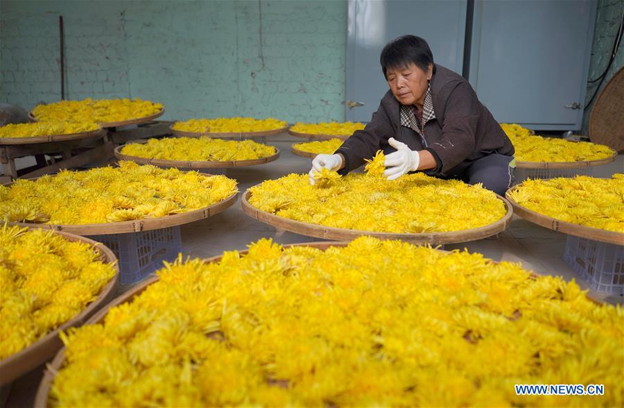 CHINA-HEBEI-CHRYSANTHEMUM-HARVEST (CN)