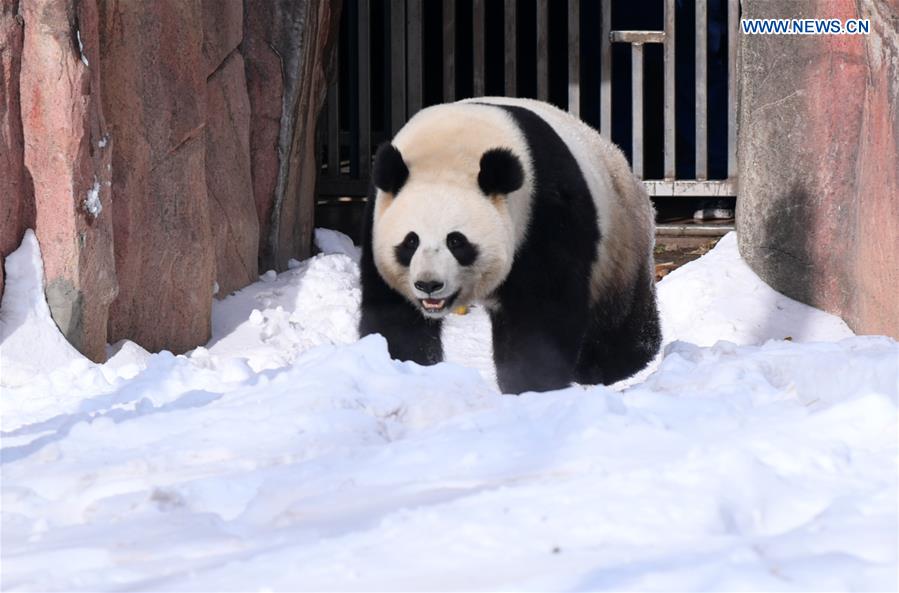 CHINA-JILIN-CHANGCHUN-GIANT PANDA-WINTER-ACTIVITY (CN)