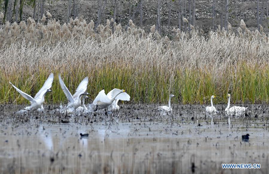 CHINA-JINAN-WETLAND-BIRDS (CN)