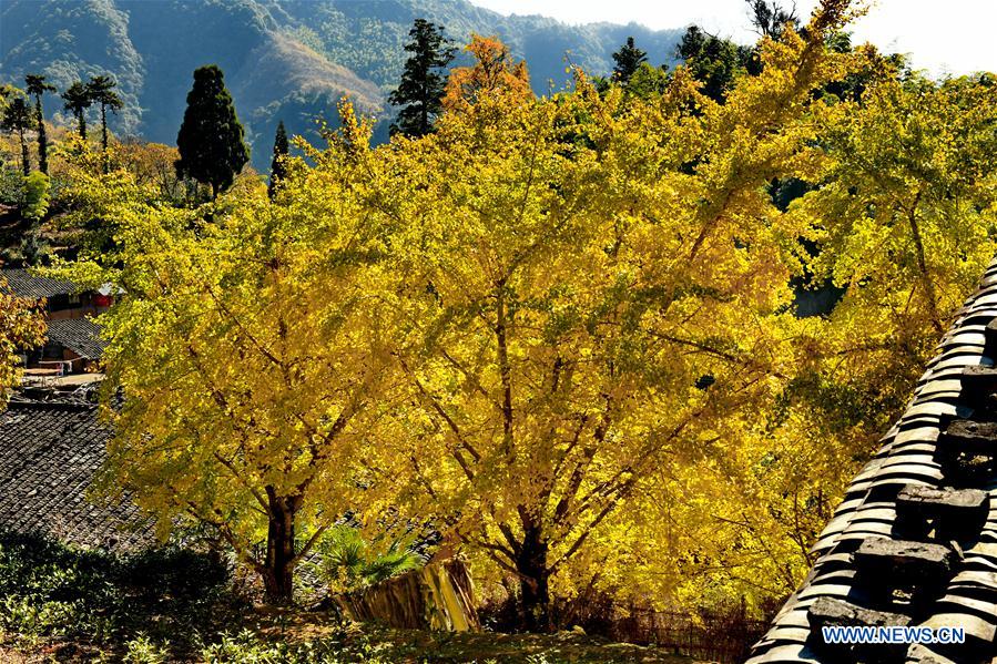 CHINA-FUJIAN-GINKGO TREE (CN)