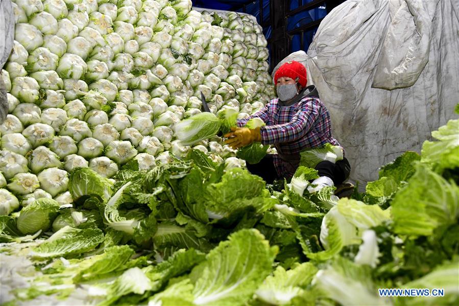 CHINA-SHANDONG-SHOUGUANG-VEGETABLE SUPPLY (CN)