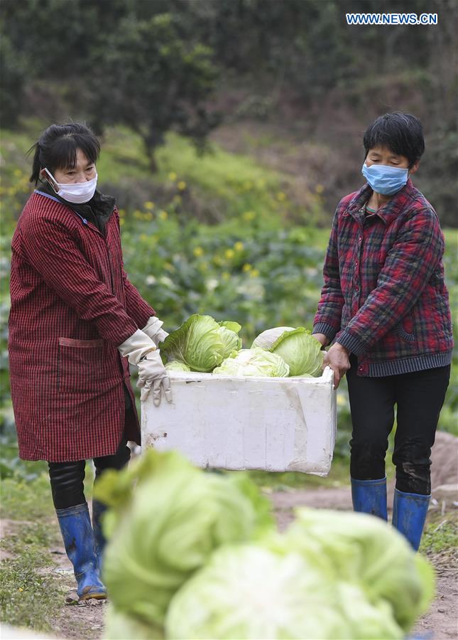 CHINA-CHONGQING-CORONAVIRUS-VEGETABLE SUPPLY (CN)