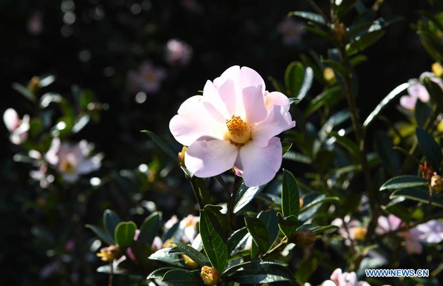 CHINA-YUNNAN-SPRING-FLOWERS (CN)