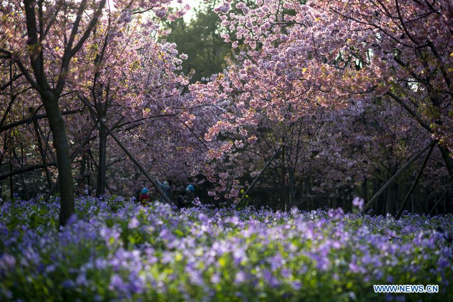 CHINA-HUBEI-WUHAN-SPRING SCENERY (CN)