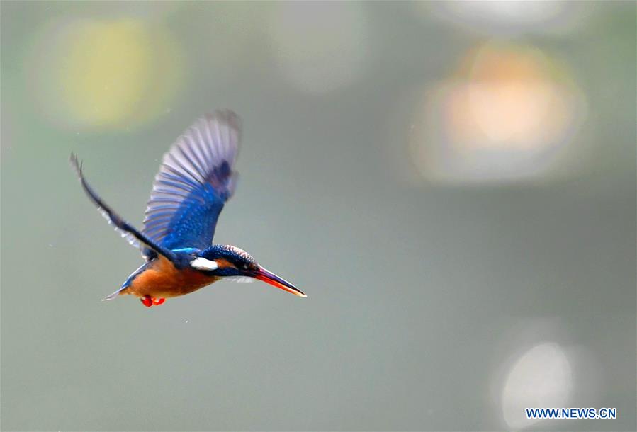 CHINA-FUJIAN-SPRING-KINGFISHERS (CN)