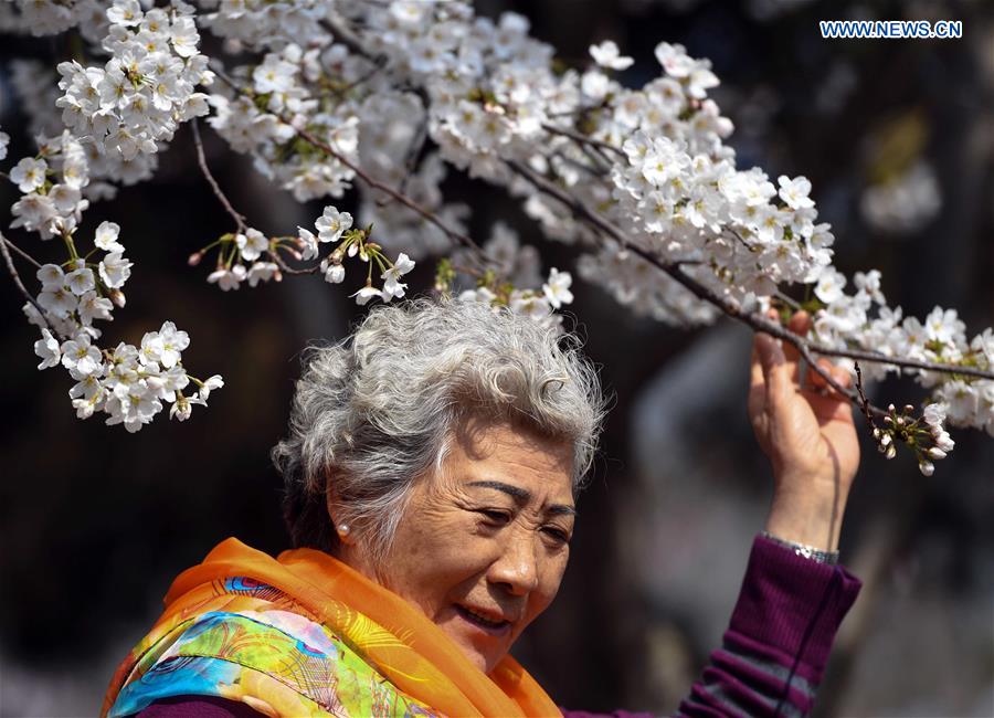 CHINA-BEIJING-CHERRY BLOSSOMS (CN)