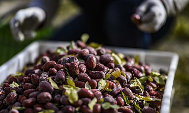 Red dates harvested in northwest China's Xinjiang