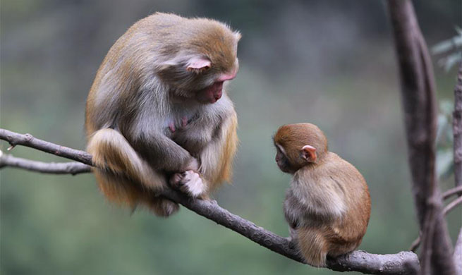 Lively macaques draw tourists' attention at Wulingyuan National Park in Zhangjiajie