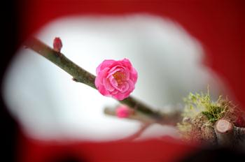 Plum flowers bloom in NW China's Xi'an Botanic Garden