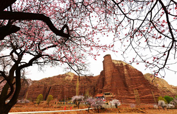 Apricot blossoms in NW China's Gansu