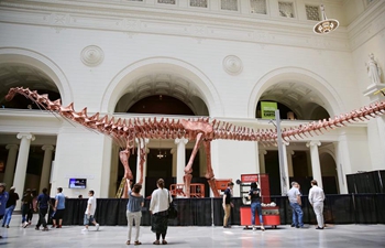 Model of Patagotitan mayorum to be on display at Field Museum in Chicago