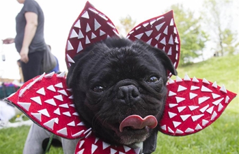 In pics: fashion show of 2018 Woofstock in Toronto, Canada