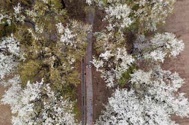 黃河古村梨花開