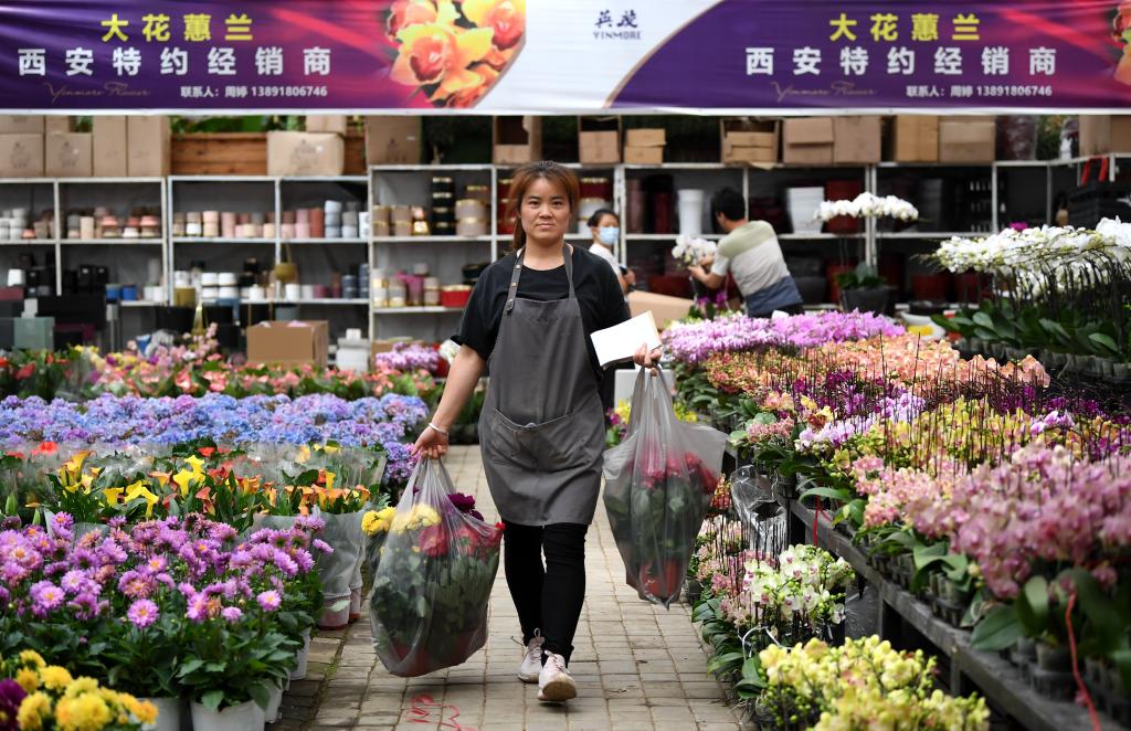 秦嶺腳下興起“花經(jīng)濟”