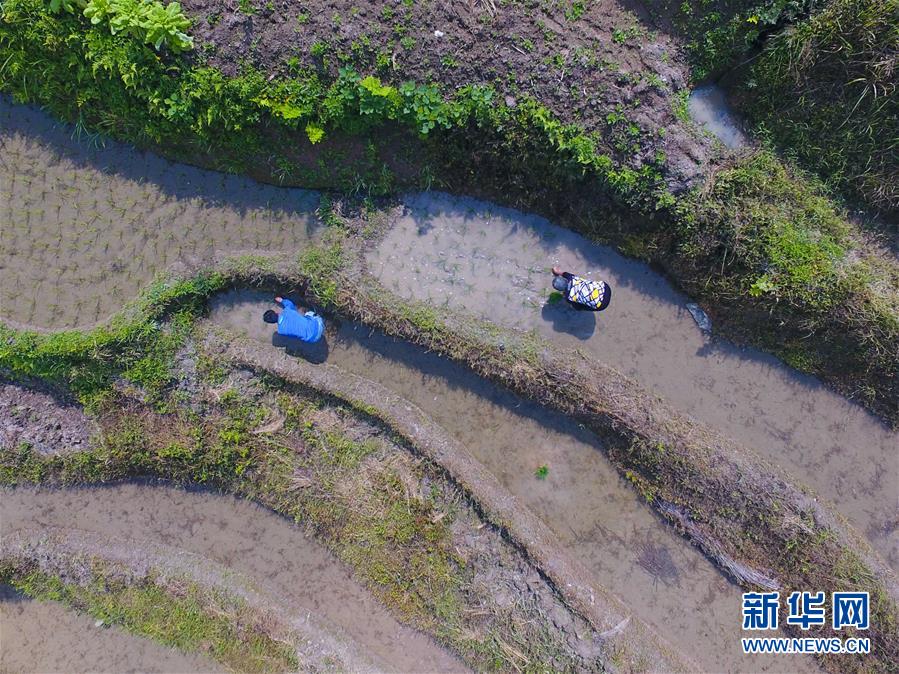 （社會(huì)）（2）湖南紫鵲界：初夏梯田勞作忙