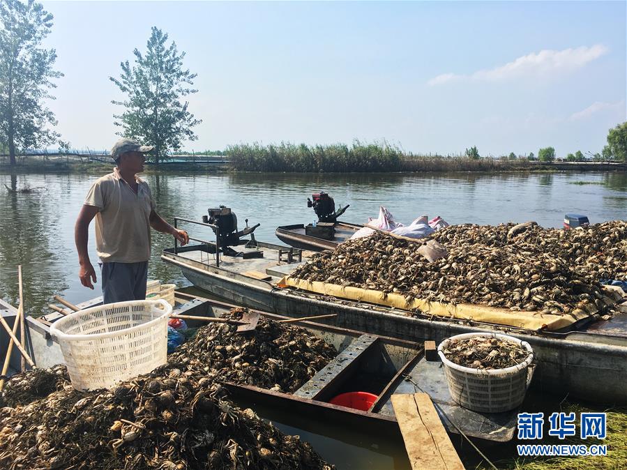 （新華視點(diǎn)·圖文互動(dòng)）（1）上游洪水來襲下游魚蟹死亡，泄洪為何變泄污？