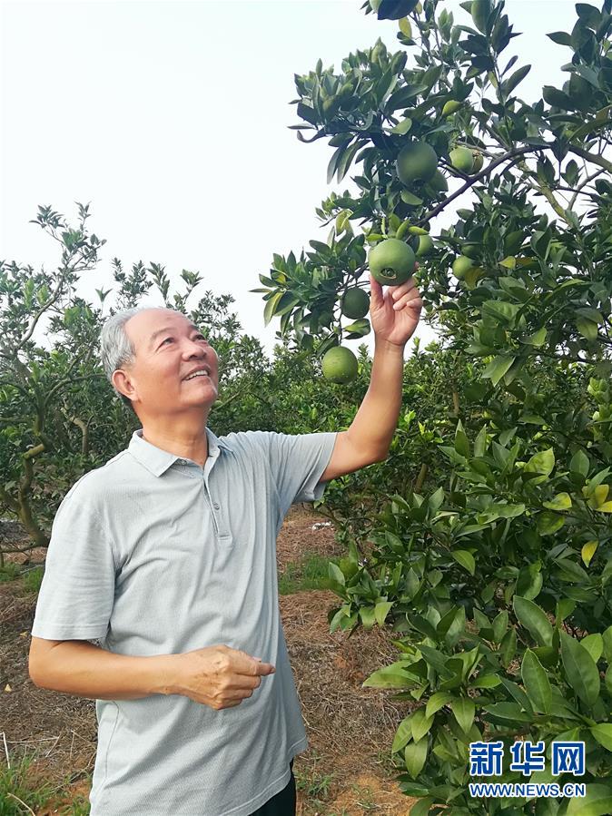 （在習(xí)近平新時(shí)代中國(guó)特色社會(huì)主義思想指引下·慶祝改革開放40周年·協(xié)調(diào)發(fā)展·圖文互動(dòng)）（5）臍橙“三變”見證40年變遷