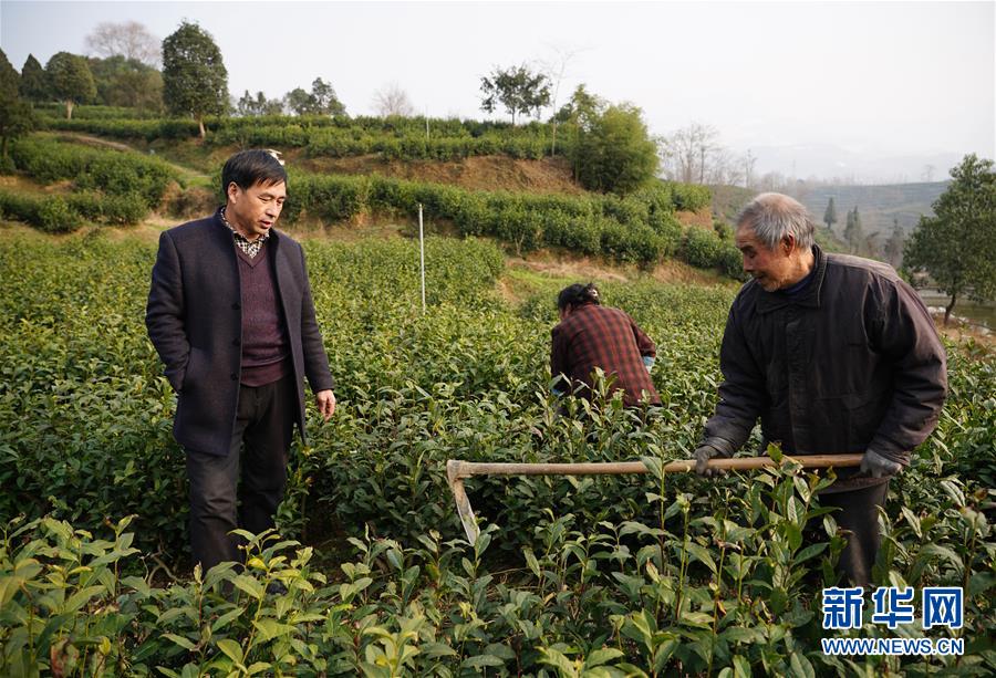 （在習(xí)近平新時代中國特色社會主義思想指引下——新時代新作為新篇章·鄉(xiāng)村振興戰(zhàn)略·圖文互動）（2）老支書王興強的新“茶事”