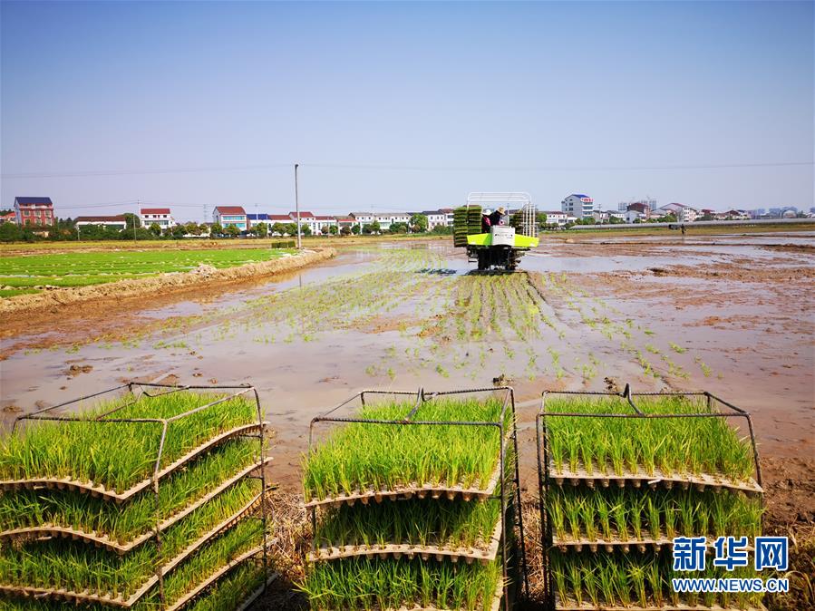 （聚焦農(nóng)業(yè)復(fù)工復(fù)產(chǎn)·圖文互動(dòng)）（2）發(fā)力“單改雙” ——水稻大省湖南的雙季稻攻堅(jiān)戰(zhàn)