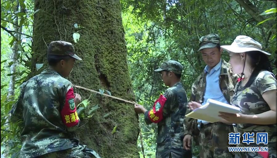 （圖文互動）（2）云南高黎貢山發(fā)現(xiàn)珍稀瀕危植物滇桐野生居群