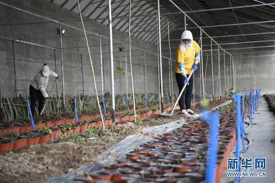 （在習(xí)近平新時代中國特色社會主義思想指引下——新時代新作為新篇章·習(xí)近平總書記關(guān)切事·圖文互動）（8）六盤山下的誓言——來自寧夏的脫貧故事