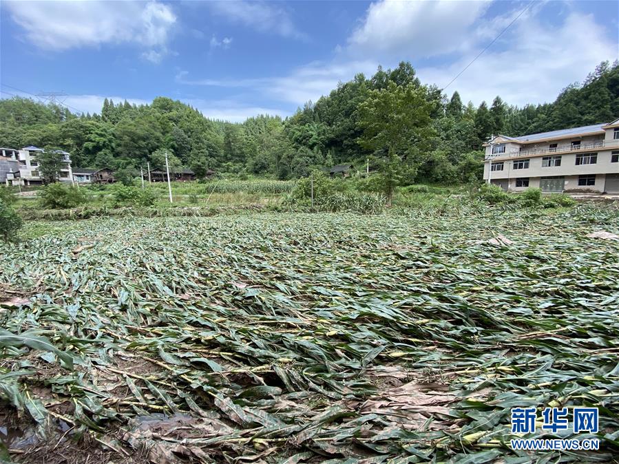 （防汛抗洪·圖文互動）（4）山洪襲來前，澧水河畔大轉(zhuǎn)移