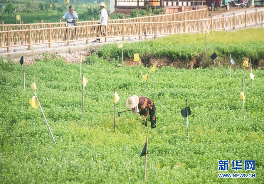 （新華全媒頭條·走向我們的小康生活·圖文互動）（9）特殊之年，荊楚大地書寫不平凡的答卷