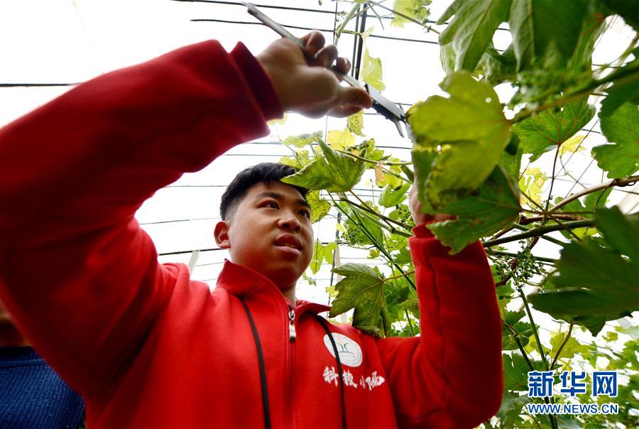 （在習(xí)近平新時代中國特色社會主義思想指引下——新時代新作為新篇章·總書記關(guān)心的百姓身邊事·圖文互動）（1）“農(nóng)”字頭照樣“大”作為——豐收時節(jié)看涉農(nóng)高校人才在希望的田野