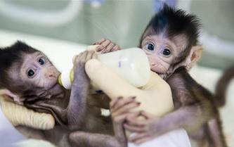 重大突破！兩只克隆猴在中國誕生