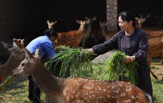 全國(guó)人大代表雷金玉：努力吸引人才 推動(dòng)鄉(xiāng)村振興